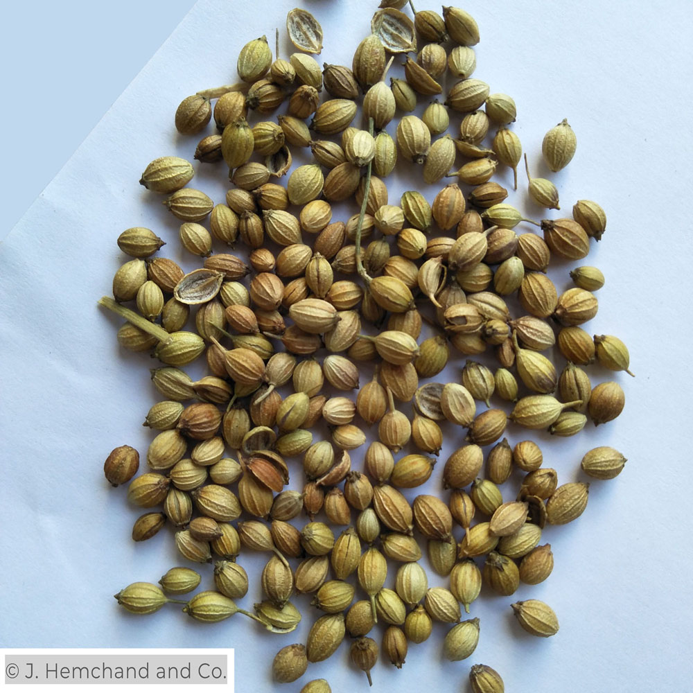 coriander eagle